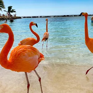 Guest house Yoyita Aruba (adults Only)